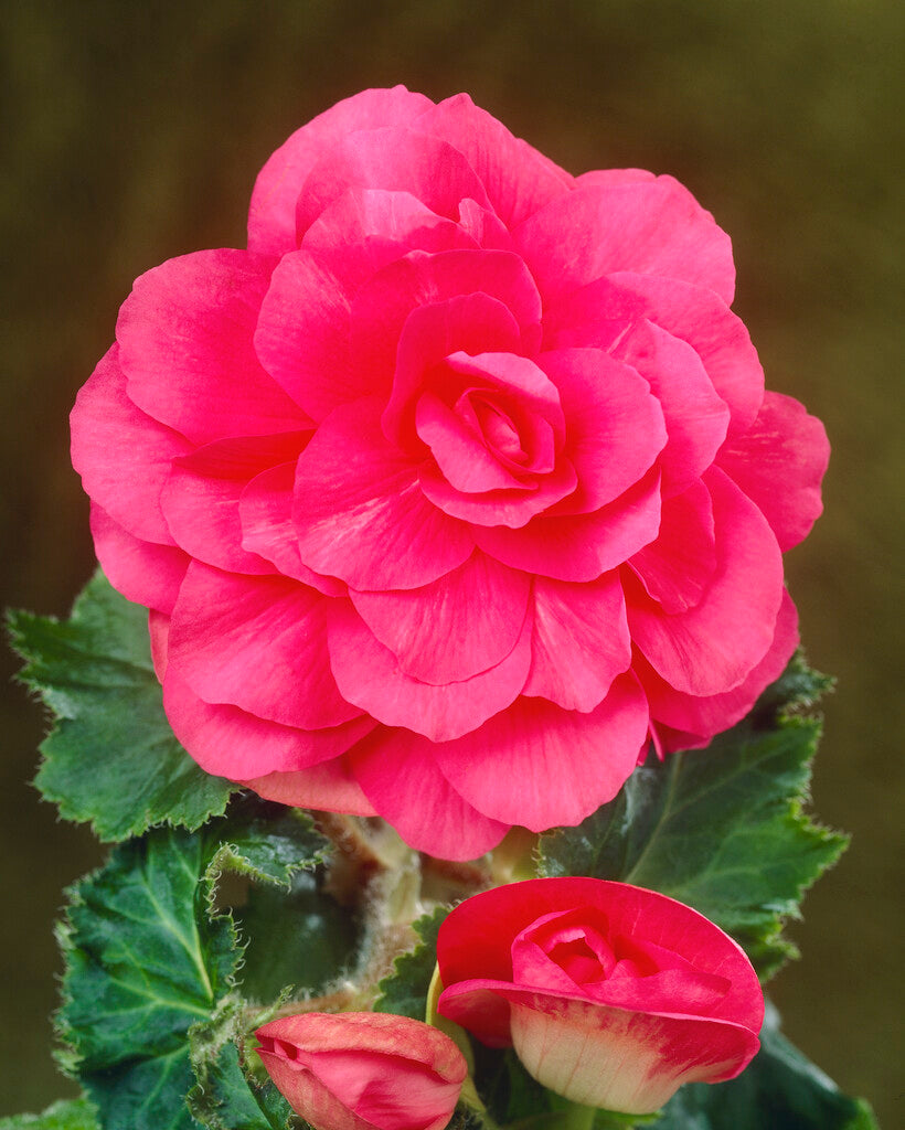 Begonia Dobbel Rosa 3-pakning